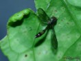 /album/diptera/mosca-de-las-flores-dioprosopa-vockerothi-jpg/